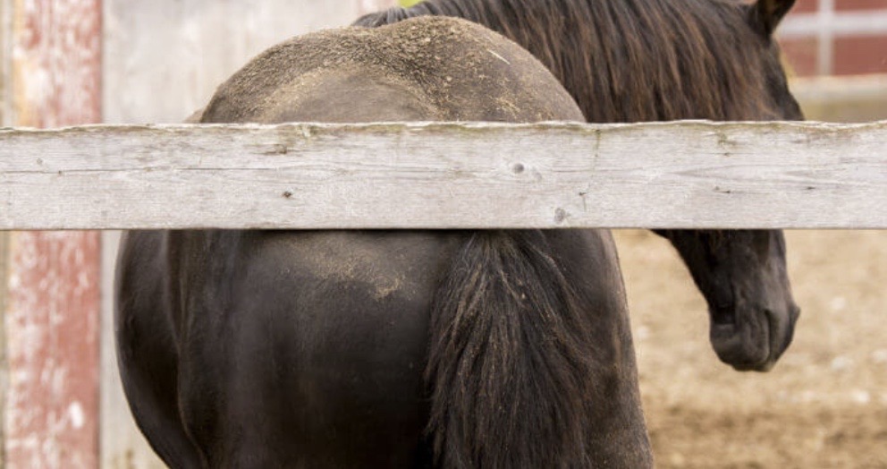 Plaie litiere cheval